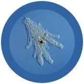 Amoeba Blue (Amoeba proteus) Giant Microbes Plush
