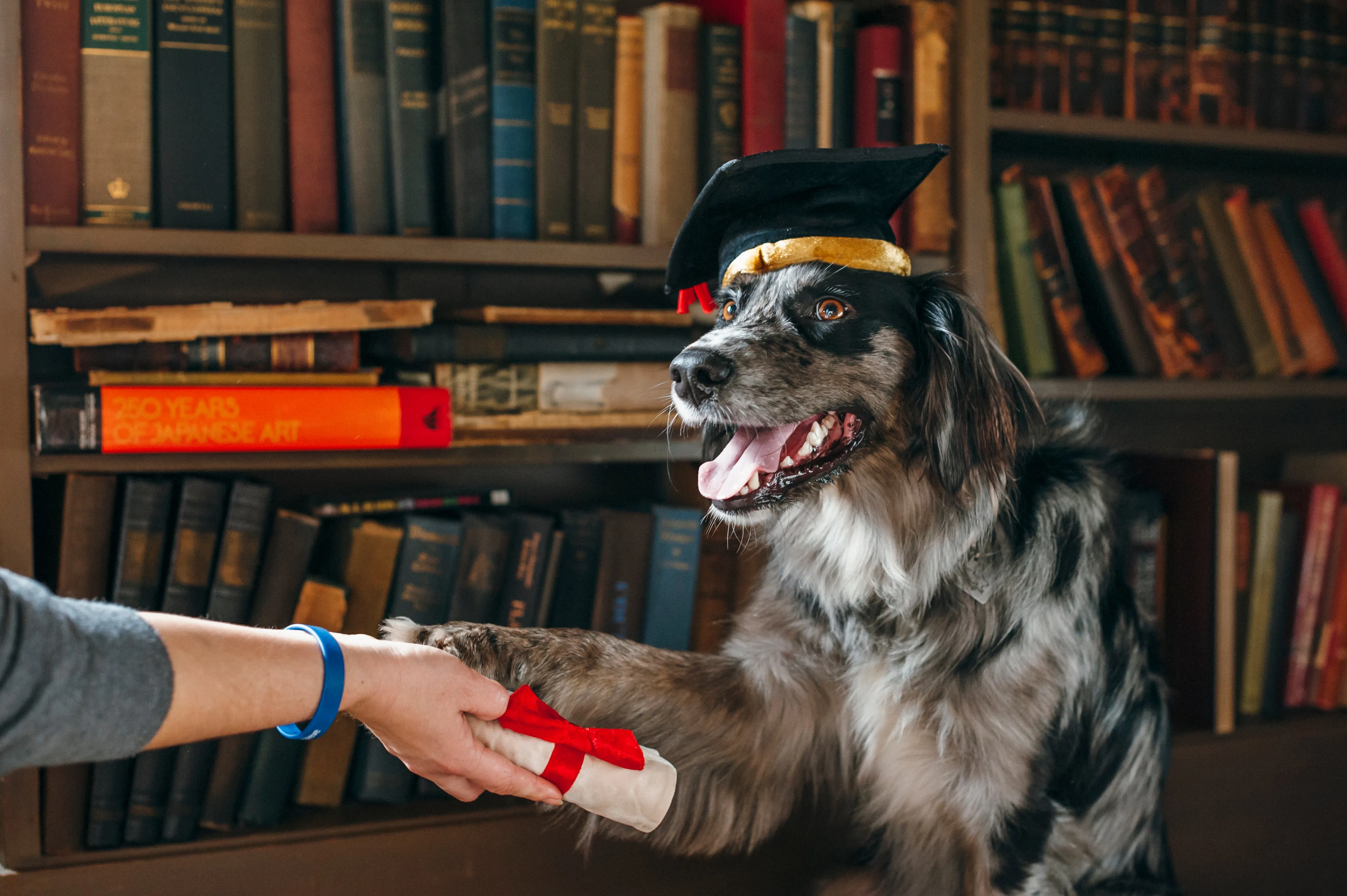 Back to School, Squeaky Plush Dog Toy