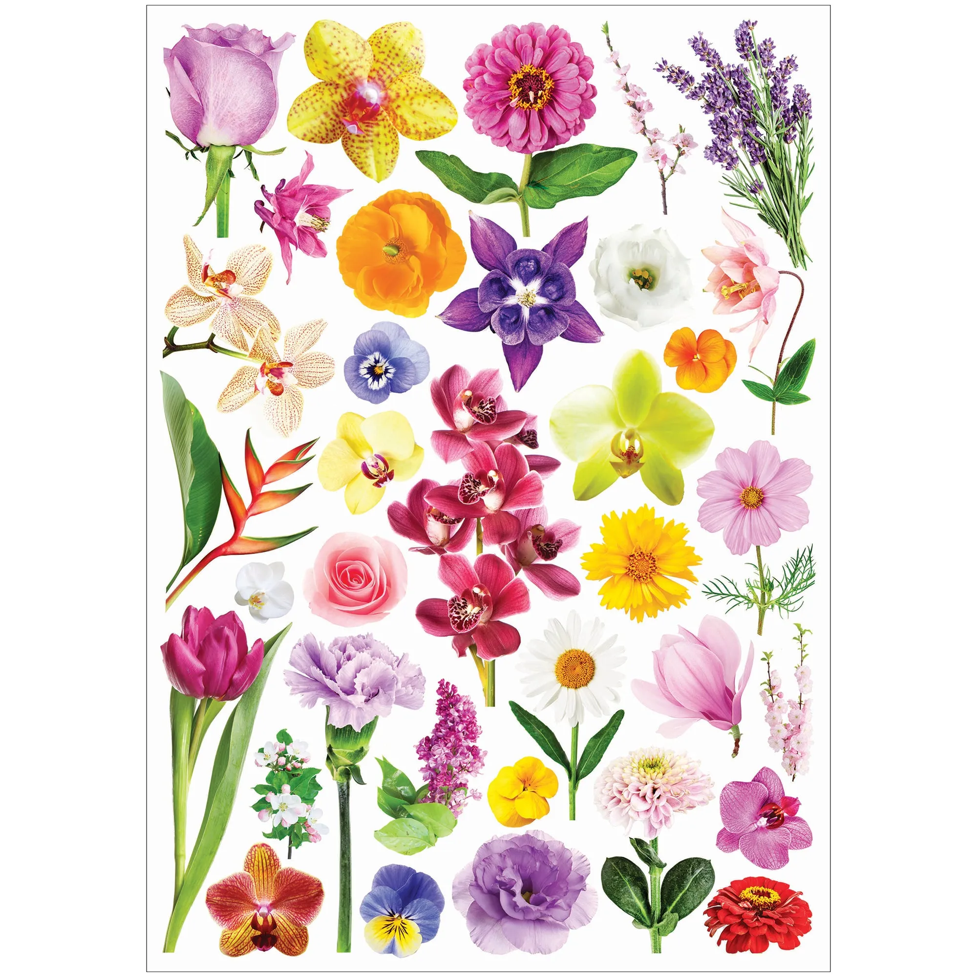 Collage Collections Thrive Pack of 40