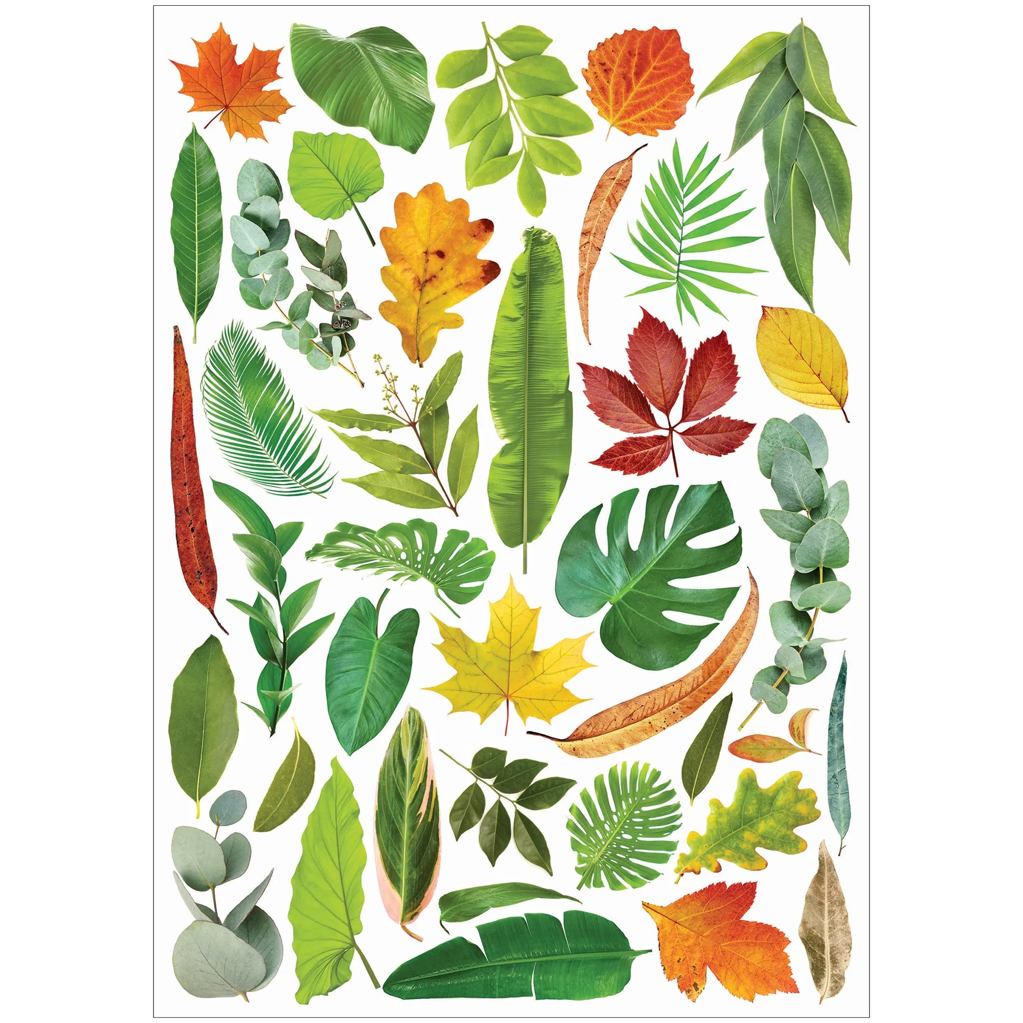 Collage Collections Thrive Pack of 40