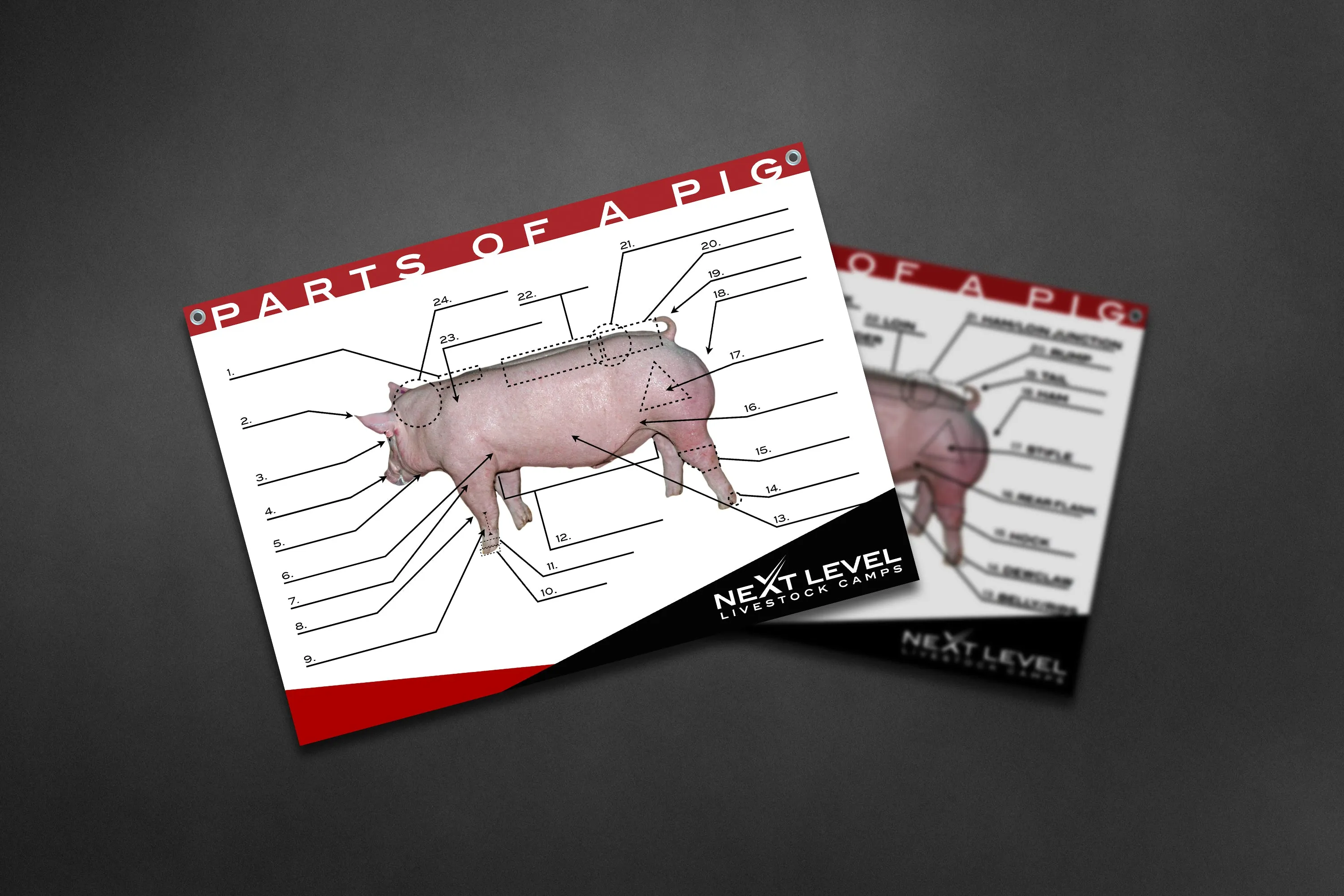 Interactive Pig Anatomy Teaching Chart - 40” x 30”