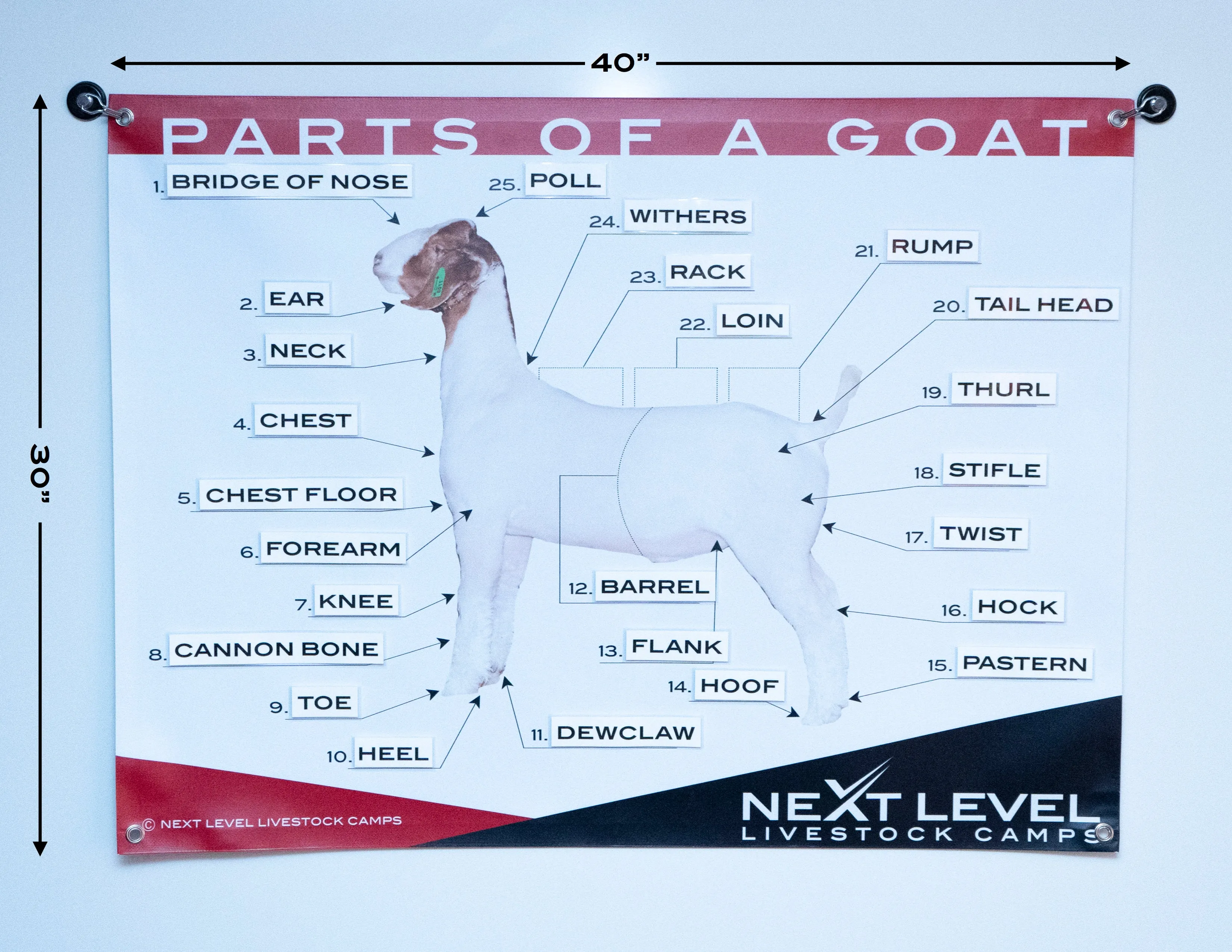Interactive Pig Anatomy Teaching Chart - 40” x 30”