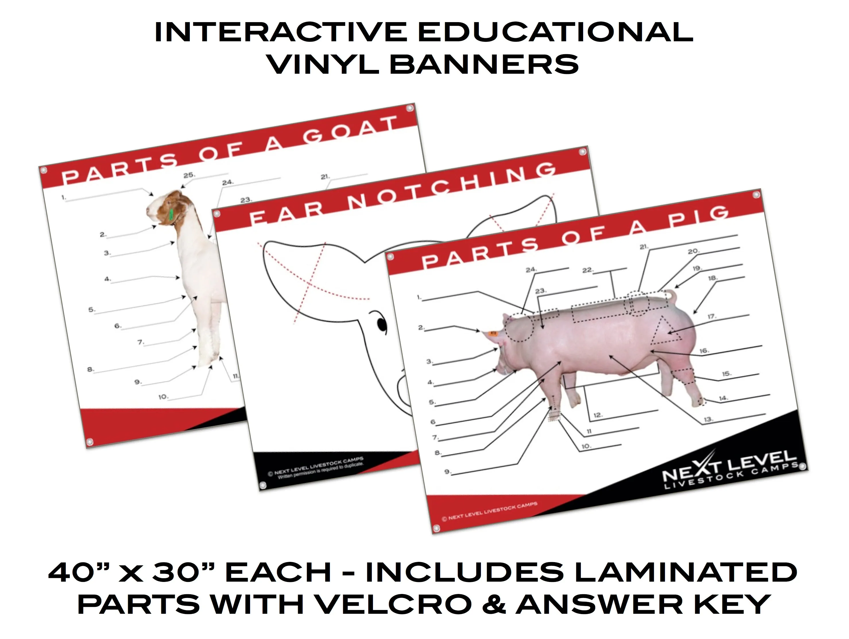 Interactive Pig Anatomy Teaching Chart - 40” x 30”